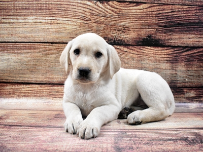 Labrador Retriever DOG Female Yellow 6479 Petland Robinson, PA