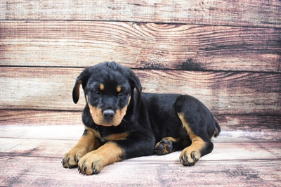 Rottweiler DOG Female Black and Mahogany 6483 Petland Robinson, PA