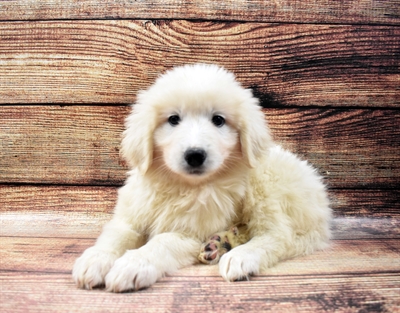 Great Pyrenees-DOG-Female-White-6484-Petland Robinson, Pittsburgh, PA