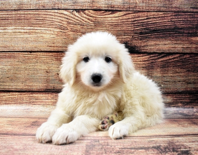 Great Pyrenees DOG Female White 6484 Petland Robinson, PA