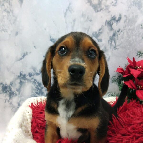 Beagle DOG Male Black Brown and White 6486 Petland Robinson, PA