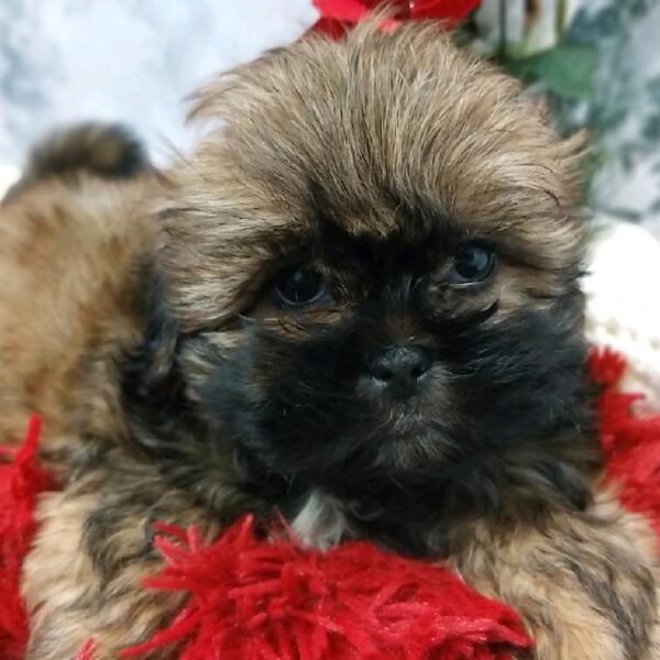 Shih Tzu-DOG-Male-Red-6485-Petland Robinson, Pittsburgh, PA