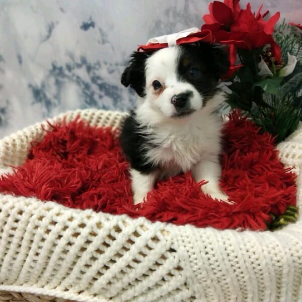 Miniature Australian Shepherd DOG Female Black White and Brown 6481 Petland Robinson, PA