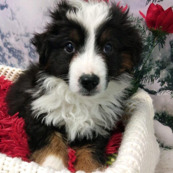 Miniature Australian Shepherd DOG Male Black White and Brown 6480 Petland Robinson, PA