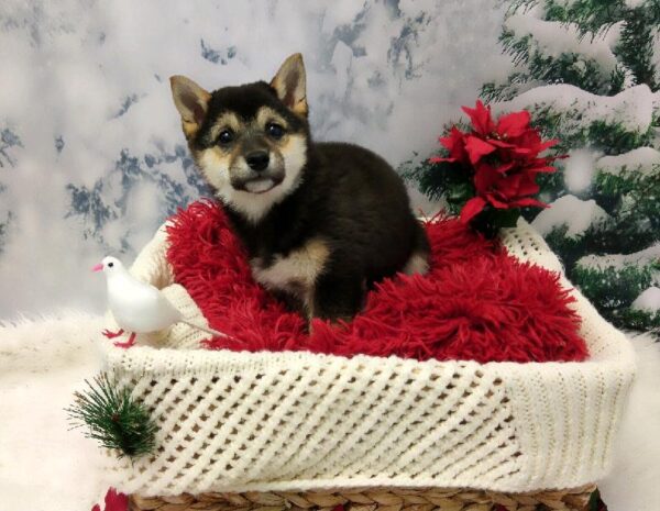 Shiba Inu-DOG-Female-Black and Tan-6482-Petland Robinson, Pittsburgh, PA