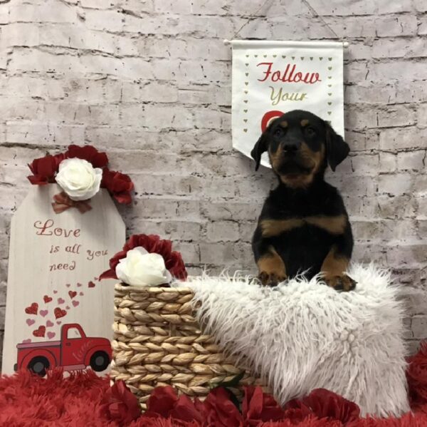 Rottweiler DOG Male Black / Tan 6487 Petland Robinson, PA