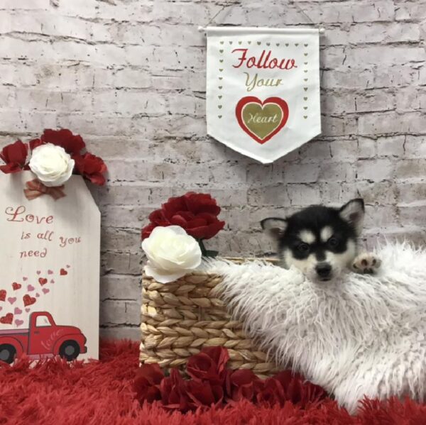 Siberian Husky-DOG-Male-Black / White-6488-Petland Robinson, Pittsburgh, PA