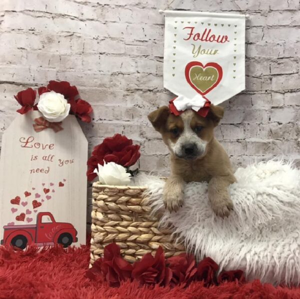 Australian Cattle Dog-DOG-Female-Red Mottled-6491-Petland Robinson, PA