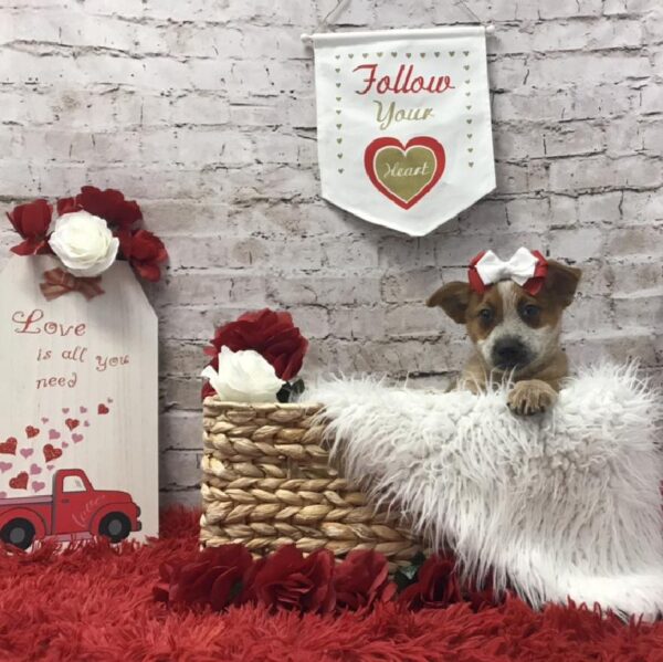 Australian Cattle Dog-DOG-Female-Red Mottled-6489-Petland Robinson, PA