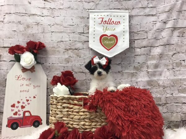 Yochon-DOG-Female-Black / White-6510-Petland Robinson, Pittsburgh, PA