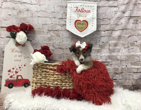 Sheltie-DOG-Female-Sable / White-6512-Petland Robinson, Pittsburgh, PA
