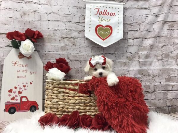 Maltese-DOG-Female-White-6522-Petland Robinson, PA