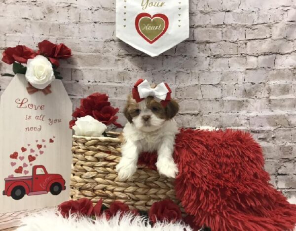 Shih Tzu DOG Female Gold / White 6506 Petland Robinson, PA