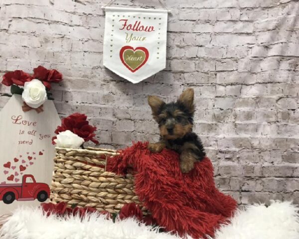 Yorkie-DOG-Male-Black / Gold-6518-Petland Robinson, Pittsburgh, PA