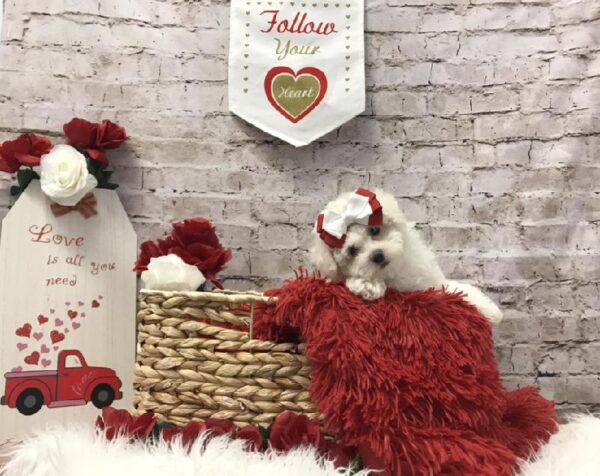 Teddy Bear-DOG-Female-White-6516-Petland Robinson, Pittsburgh, PA