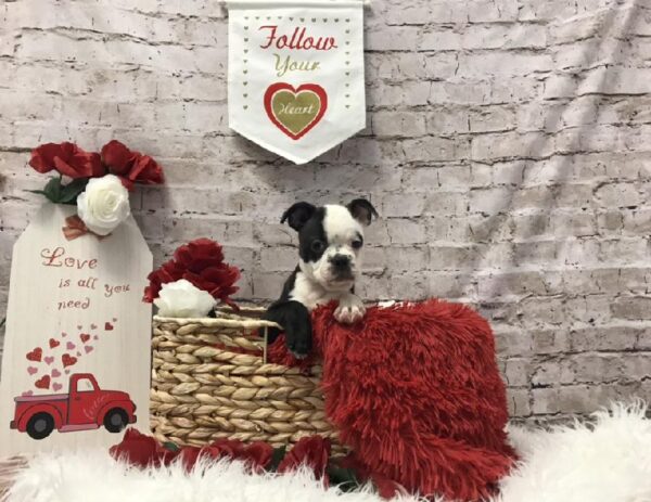 Boston Terrier-DOG-Male-Black / White-6517-Petland Robinson, Pittsburgh, PA