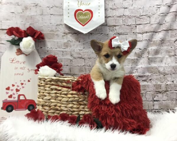 Pembroke Welsh Corgi DOG Female Red Sable 6511 Petland Robinson, PA