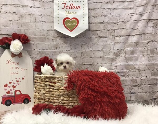 Peke-a-poo-DOG-Male-White-6521-Petland Robinson, PA