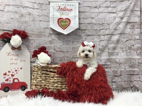 Bichon-DOG-Female-White-6513-Petland Robinson, Pittsburgh, PA