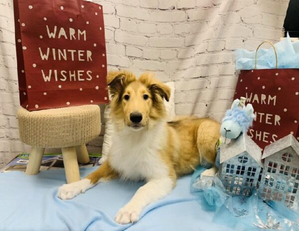 Collie DOG Male Sable / White 6321 Petland Robinson, PA