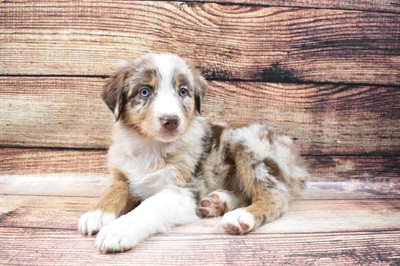 Australian Shepherd-DOG-Female-Red Merle-6523-Petland Robinson, Pittsburgh, PA