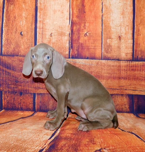 Weimaraner DOG Female Silver 6545 Petland Robinson, PA