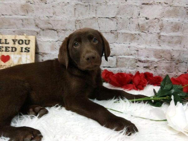 Labrador Retriever-DOG-Male-Chocolate-6524-Petland Robinson, Pittsburgh, PA