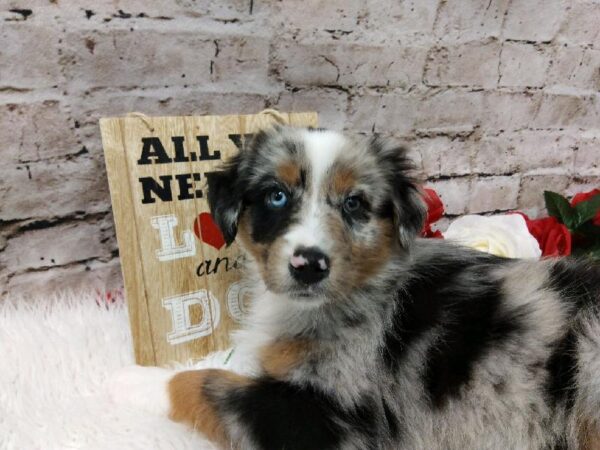 Australian Shepherd DOG Male Blue Merle White and Tan 6525 Petland Robinson, PA