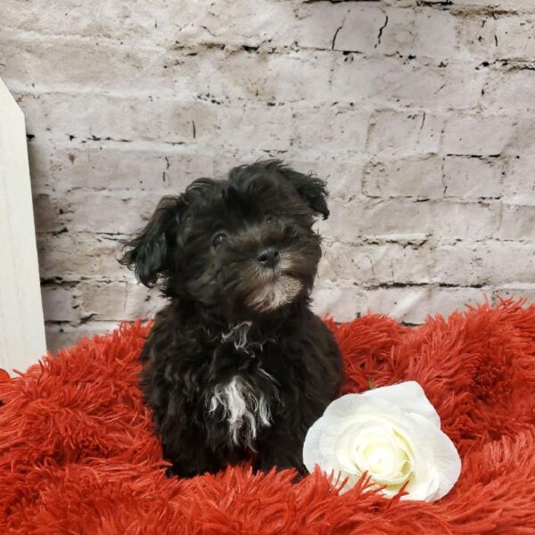 Havanese DOG Male Black 6527 Petland Robinson, PA