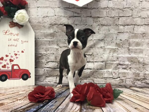 Boston Terrier DOG Female Black Brindle and White 6528 Petland Robinson, PA