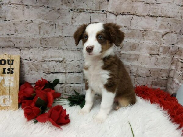 Miniature Australian Shepherd DOG Female Red and White 6529 Petland Robinson, PA