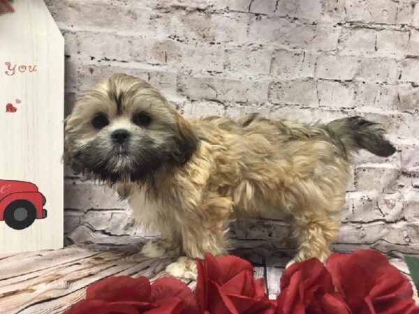 Lhasa Apso-DOG-Male-Golden-6530-Petland Robinson, Pittsburgh, PA