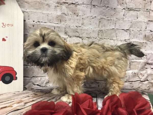 Lhasa Apso DOG Male Golden 6530 Petland Robinson, PA