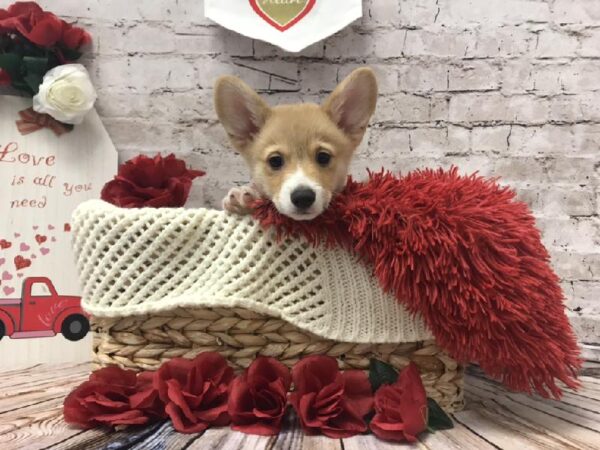 Pembroke Welsh Corgi DOG Male Sable 6531 Petland Robinson, PA