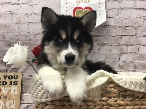 Siberian Husky DOG Male Black Tan and White 6533 Petland Robinson, PA