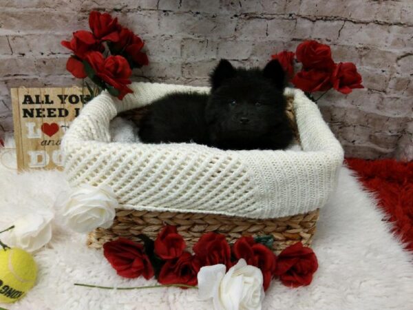Chow Chow-DOG-Female-Black-6547-Petland Robinson, Pittsburgh, PA