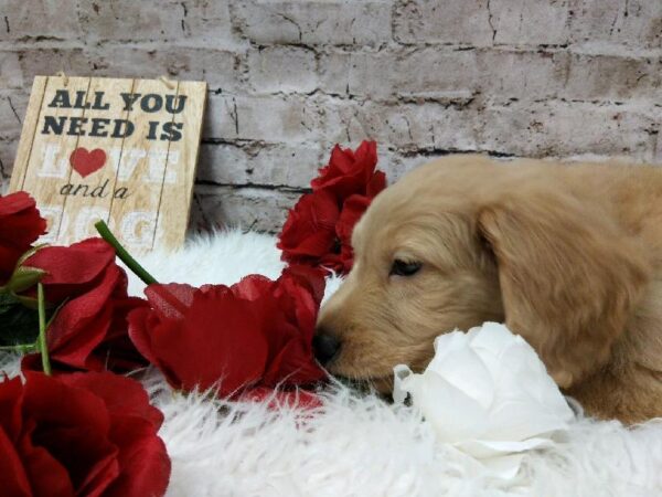 Goldendoodle-DOG-Female-Golden-6548-Petland Robinson, Pittsburgh, PA