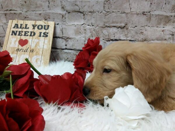 Goldendoodle DOG Female Golden 6548 Petland Robinson, PA