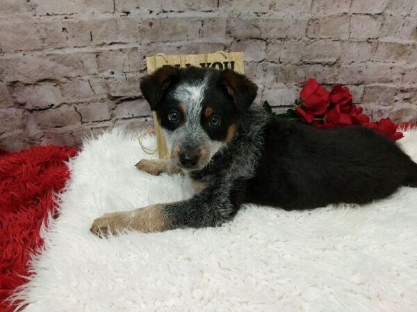 Australian-Heeler-DOG-Male-Blue Merle White / Tan-6549-Petland Robinson, Pittsburgh, PA