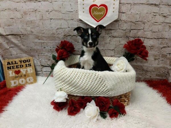 Border - Husky-DOG-Male-Black White / Tan-6546-Petland Robinson, Pittsburgh, PA