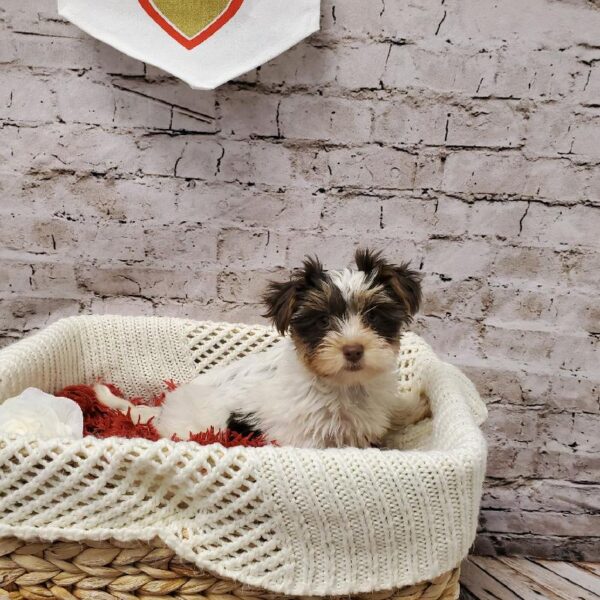 Biewer Terrier-DOG-Female-Liver and Tan-6526-Petland Robinson, Pittsburgh, PA