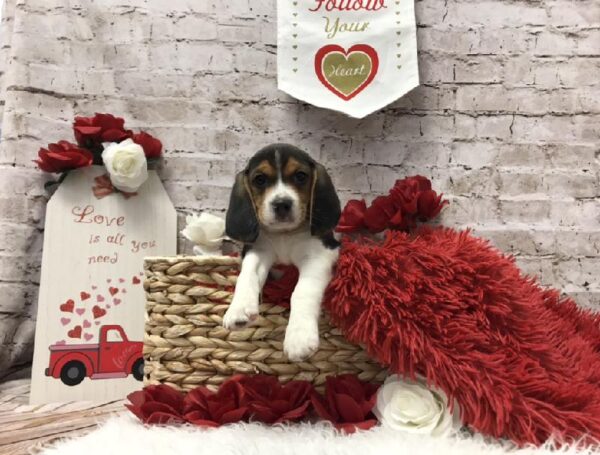 Beagle DOG Male Black 6559 Petland Robinson, PA