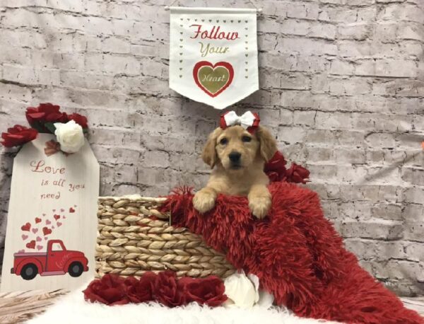 Golden Retriever-DOG-Female-Golden-6561-Petland Robinson, Pittsburgh, PA