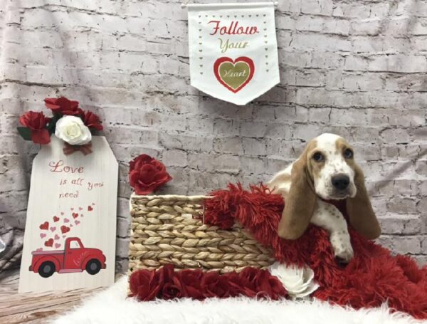 Basset Hound DOG Female Lemon / White 6584 Petland Robinson, PA