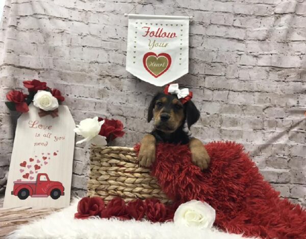 Airedale-Poo DOG Female Black / Tan 6586 Petland Robinson, PA