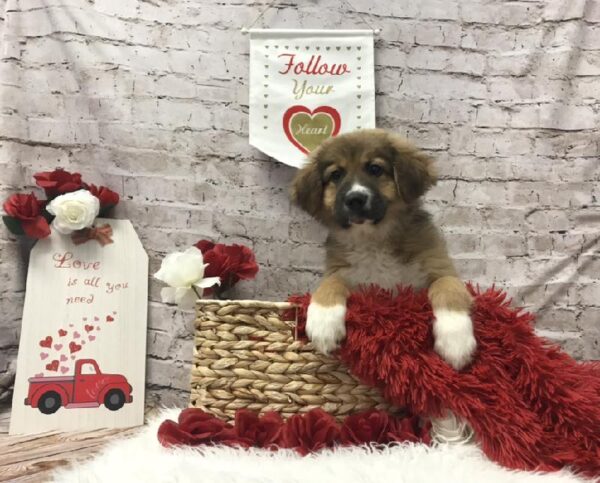 Great Pyrenees-Boxer-DOG-Male-Fawn-6585-Petland Robinson, Pittsburgh, PA