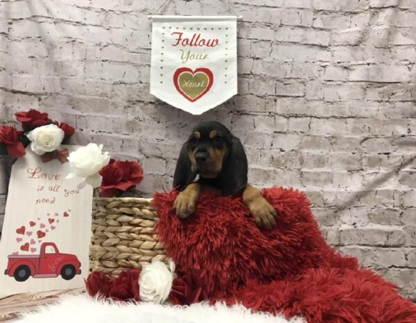 Bloodhound-DOG-Female-Black / Tan-6588-Petland Robinson, PA