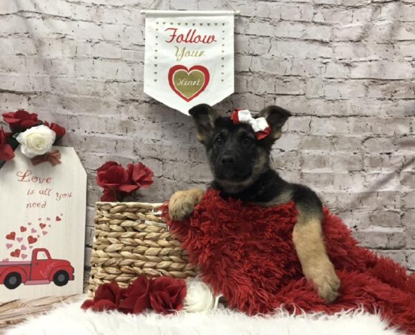 German Shepherd-DOG-Female-Black and Tan-6569-Petland Robinson, Pittsburgh, PA