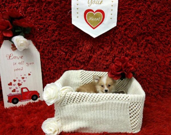 Aussiemo-DOG-Male-Red Merle-6580-Petland Robinson, Pittsburgh, PA