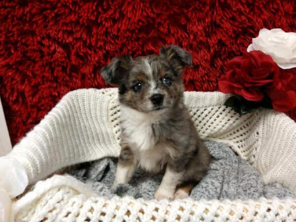 Toy Australian Shepherd-DOG-Male-Blue Merle White / Tan-6582-Petland Robinson, Pittsburgh, PA